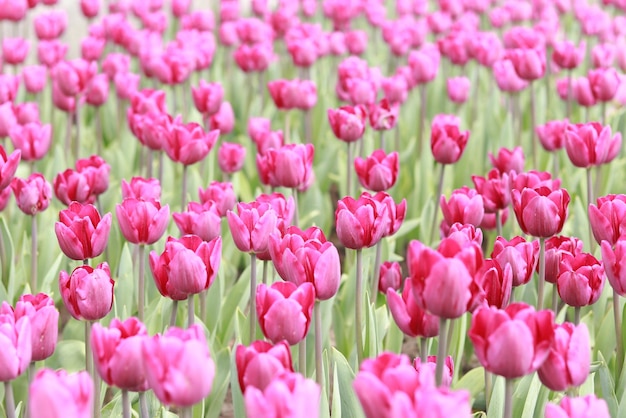 Bourgeons de tulipes avec mise au point sélective Paysage naturel avec fleurs printanières Journée mondiale des tulipes