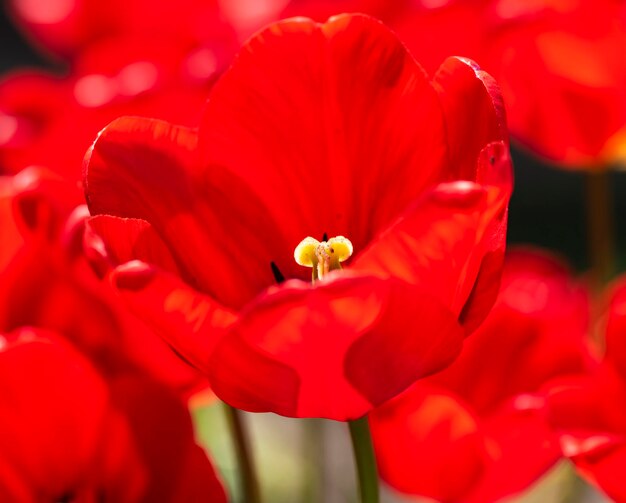 Photo des bourgeons de tulipes rouges en fleurs avec un pestel jaune