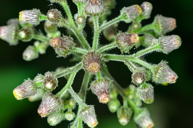 Bourgeons verts en vert