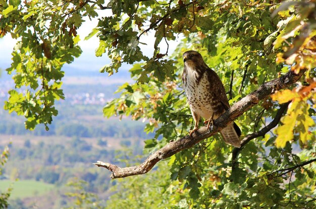 Photo une bouse perchée sur un arbre