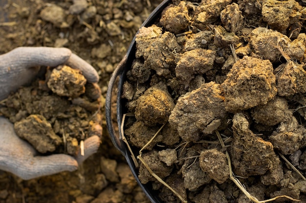 Bouse de vache ou fumier pour la plantation