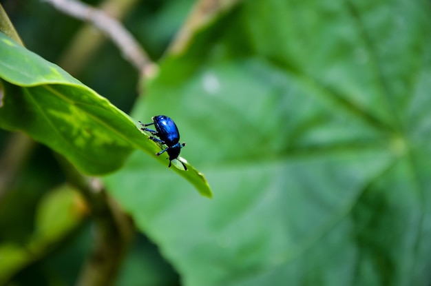 Bousier ou insecte geotrupidae préparant ses nids avec de la litière de feuilles ou des feuilles vertes d'une plante