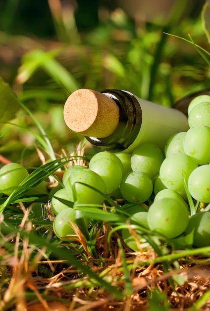 Bouteille de vin et vendanges