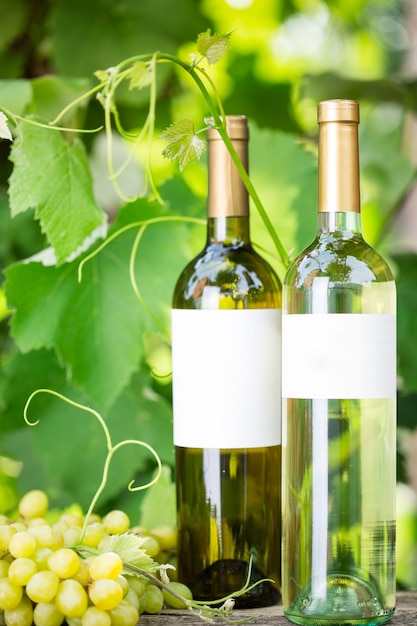 Bouteilles de vin blanc et grappe de raisin contre vignoble