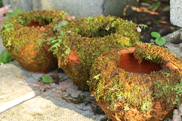 Boutique mousse pour les plantes de jardin