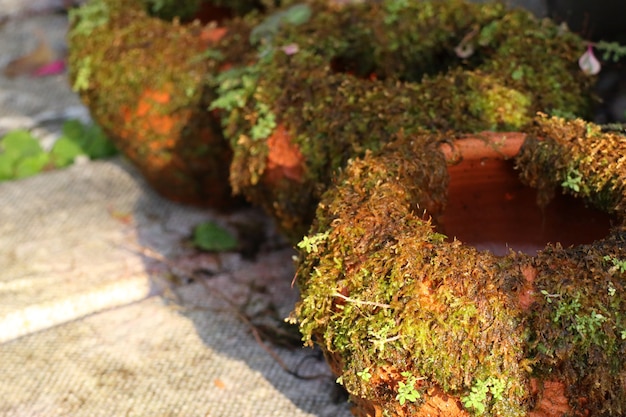 Boutique mousse pour les plantes de jardin