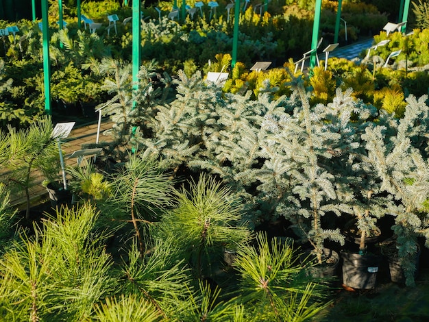 Boutique de rue vendant des arbres frais. photo de haute qualité