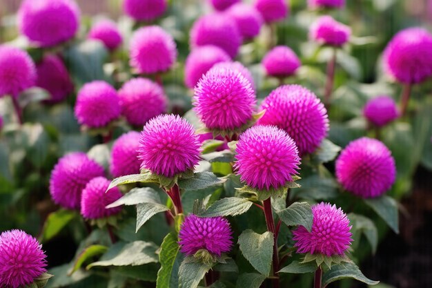 Photo bouton de baccalauréat en fleurs et fleurs de globeamarante pêche, un affichage de jardin captivant