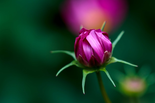 Bouton de fleur de cosmos