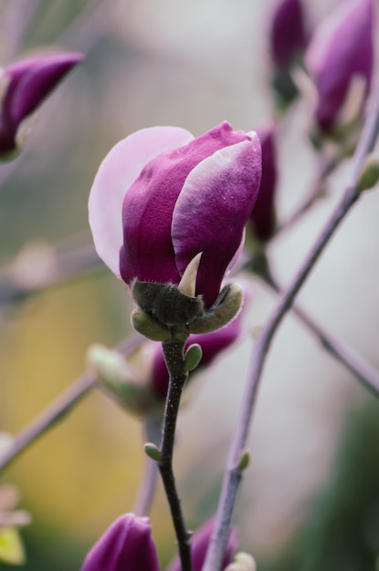 Bouton de fleur de magnolia au printemps image hipster vintage rétro