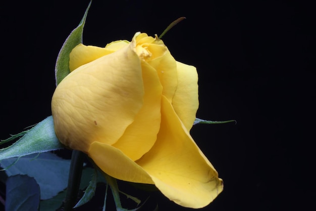 bouton de fleur de rose jaune sur fond noir