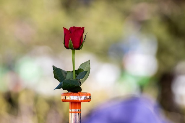 Un bouton de fleur de rose rouge se tient debout dans un vase