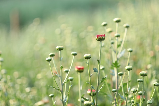 Bouton floral de chrysanthème rose sous la lumière du soleil