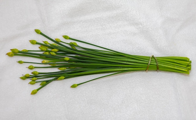 Bouton floral de la ciboulette à l'ail Allium tuberosum également connu sous le nom de ciboulette asiatique l'ail chinois oriental