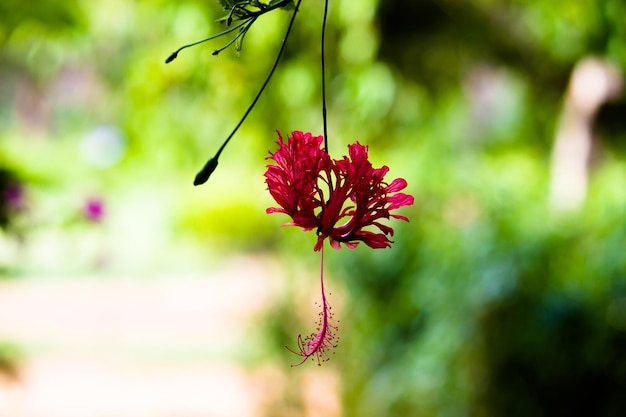 Bouton floral d'hibiscus en pleine floraison dans le jardin par une belle journée ensoleillée