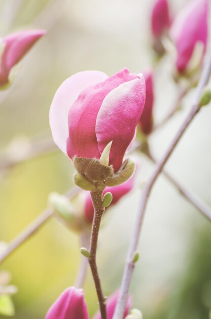Bouton floral de magnolia