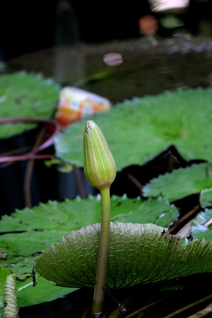 Un bouton floral de nénuphar dans un étang