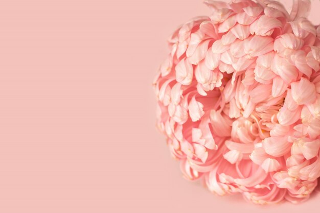 Un bouton floral d'un pivoine aster en forme de rose tendre