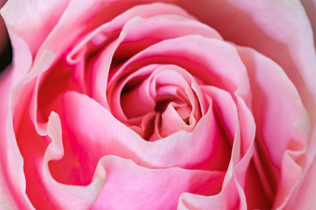 Bouton floral rose avec pétales roses gros plan vue de dessus mise au point sélective