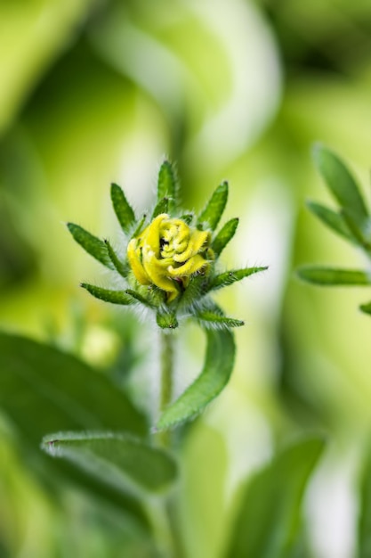 Bouton floral de Rudbeckia