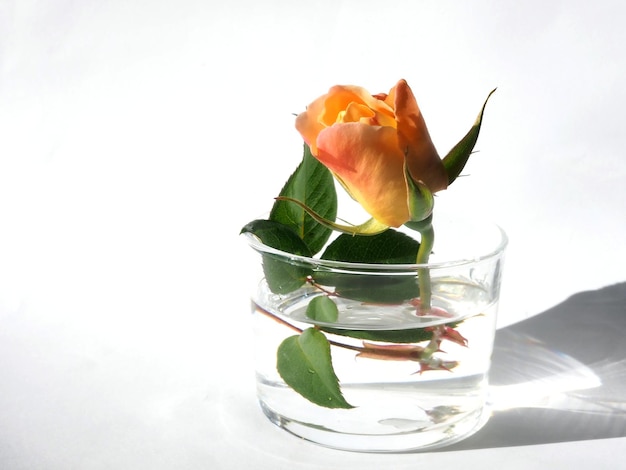 Bouton de rose crème en verre verre