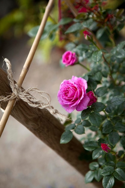 Bouton de rose dans le jardin