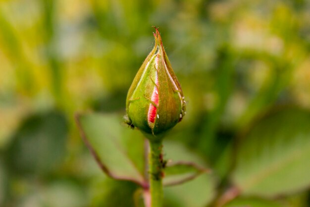 Bouton de rose dans le jardin