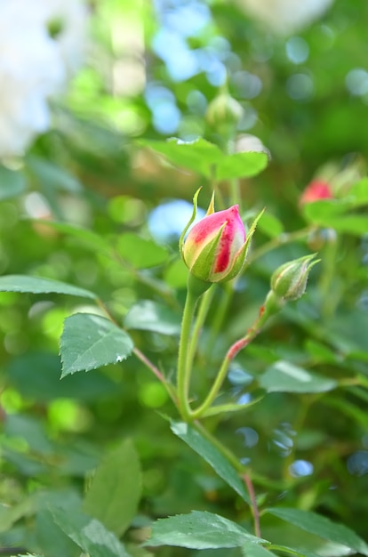 Bouton de rose du genre d'églantier appelé Rose Odorata