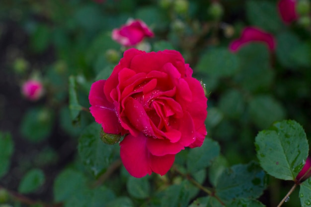 Bouton de rose sur fond de feuilles