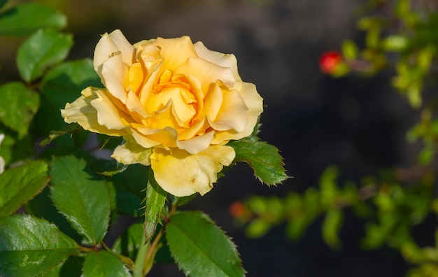 Un bouton de rose jaune avec un arrière-plan flou sur une mise au point peu profonde