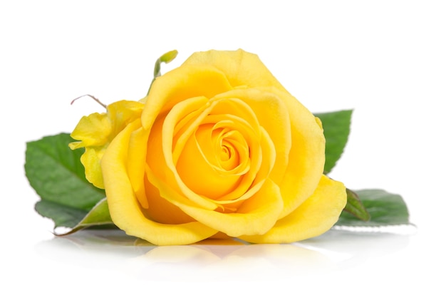 Bouton de rose jaune