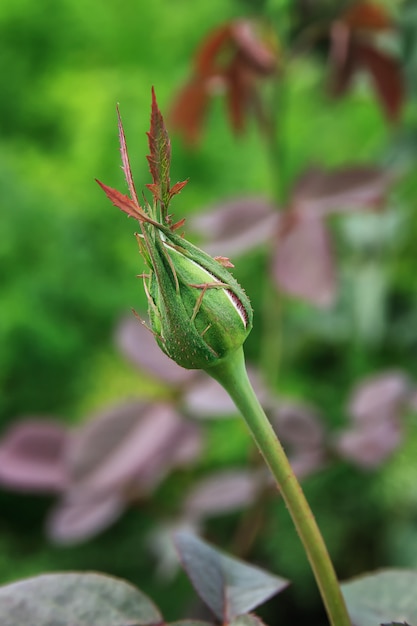 Un bouton de rose non ouvert sur une branche dans le jardin