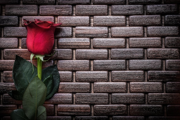 Bouton de rose parfumé élargi sur le concept de vacances de nattes en bois en osier