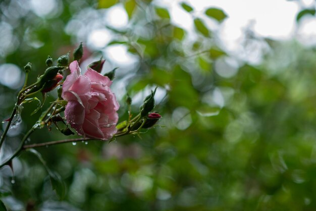 Bouton de rose rose sur un buisson fermer macro