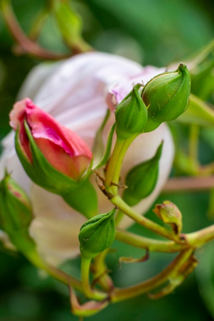 Photo bouton de rose rose sur un buisson fermer macro