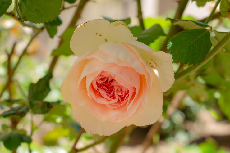 Bouton de rose rose délicat se bouchent dans le jardin