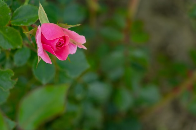 Bouton de rose rose délicat se bouchent dans le jardin