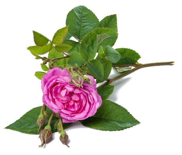 Bouton de rose rose en fleurs avec des feuilles vertes sur fond blanc belle fleur se bouchent