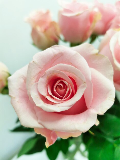 Bouton de rose rose gros plan. Bouquet sur fond blanc.