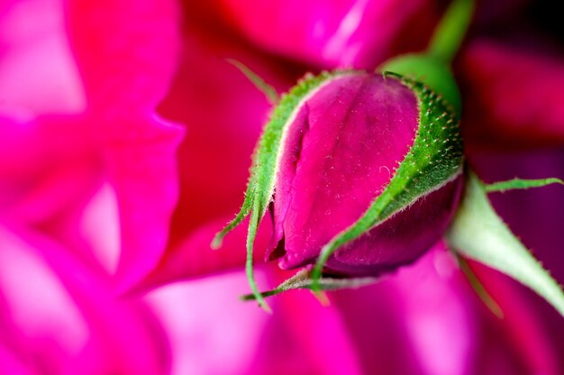 Bouton de rose rose avec texture rose