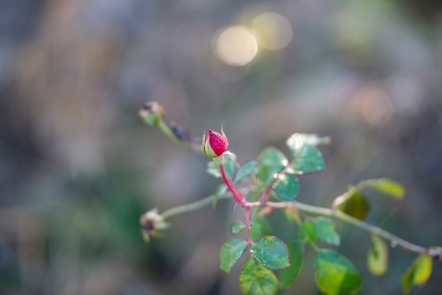 bouton de rose rouge aviron sur un buisson avec de la verdure en arrière-plan.