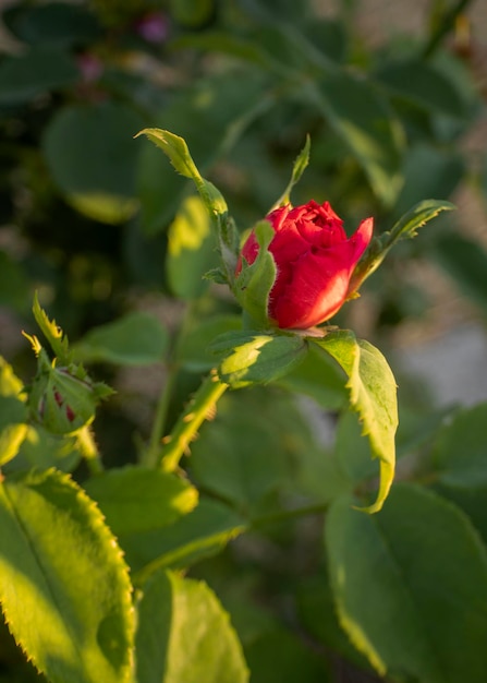 Un bouton de rose rouge sur un buisson