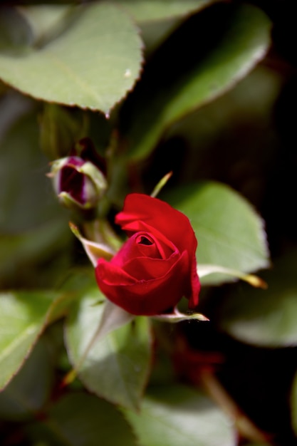 Bouton de rose rouge dans le jardin