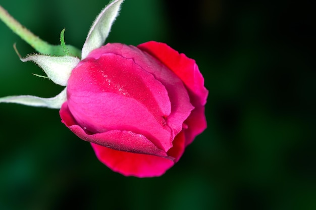 Bouton de rose rouge en vert