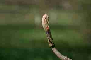 Photo bouton de sorbus aucuparia sur une brindille