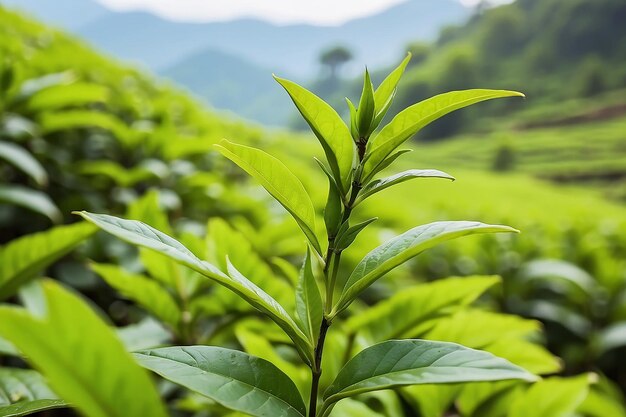 Photo bouton de thé vert et feuilles fraîches plantations de thé nature du kerala