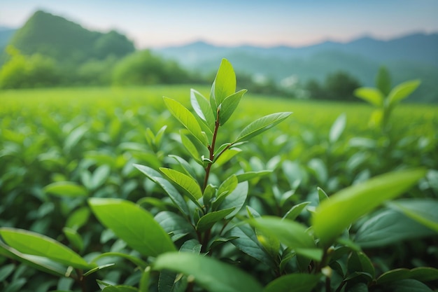 Bouton de thé vert et feuilles des plantations de thé vert le matin