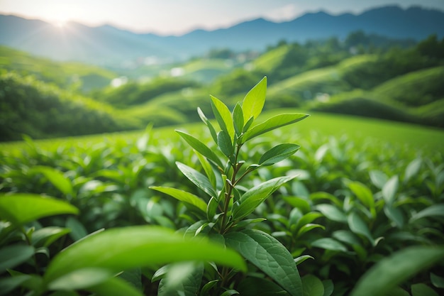 Bouton de thé vert et feuilles des plantations de thé vert le matin