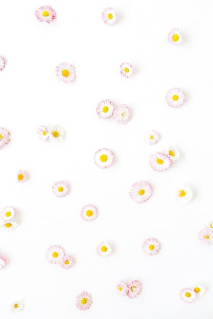 Boutons de fleurs de camomille marguerite sur blanc