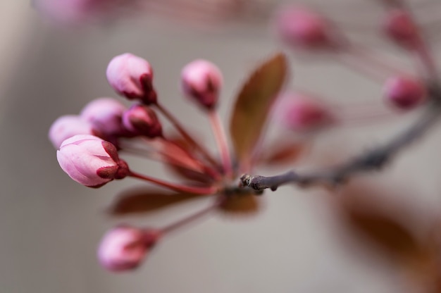 Boutons de fleurs de cerisier noir